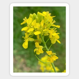 Yellow lampshade flower Sticker